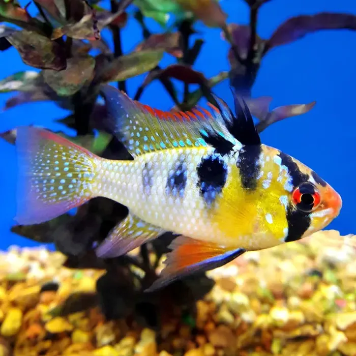 Ramirezi Azul Alemán